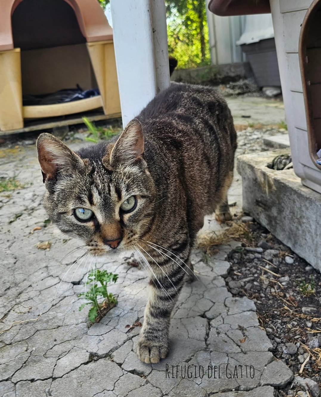 Gattile Rifugio del gatto, gattile ENPA, gatto