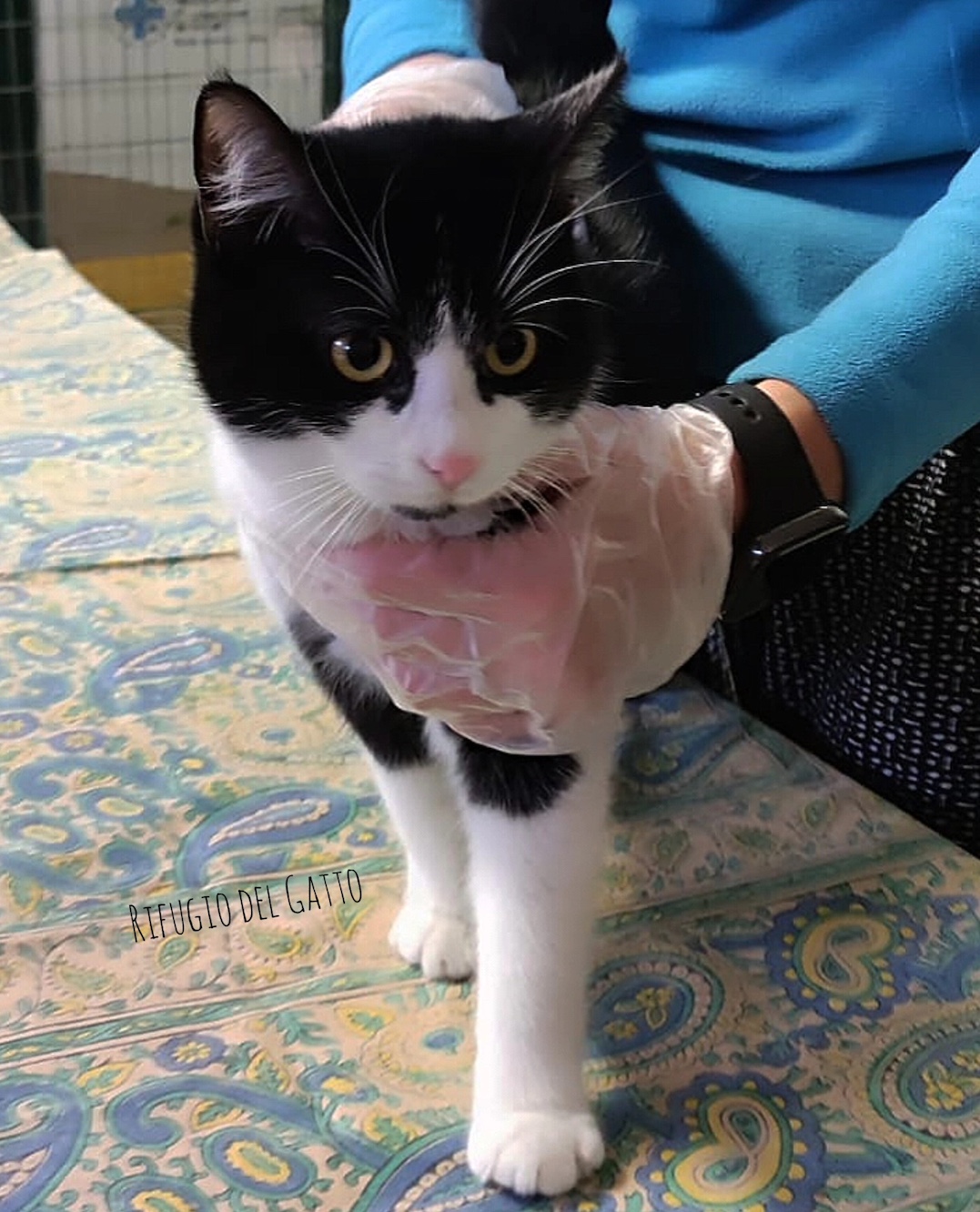 Volontaria del Rifugio del Gatto ENPA sorride mentre accarezza un gatto tigrato su una coperta colorata all’interno di una stanza luminosa. Sullo sfondo si vedono altri gatti che riposano e alcuni giochi. L’atmosfera è serena e trasmette cura e affetto. Nessun testo visibile nell’immagine.
